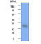 Heat shock protein beta-1 antibody, AM09016PU-S, Origene, Western Blot image 