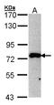 MAGUK p55 subfamily member 5 antibody, LS-B4831, Lifespan Biosciences, Western Blot image 