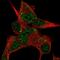 Dishevelled Binding Antagonist Of Beta Catenin 3 antibody, PA5-60217, Invitrogen Antibodies, Immunofluorescence image 