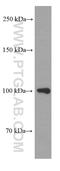 Amyloid Beta Precursor Protein antibody, 60342-1-Ig, Proteintech Group, Western Blot image 