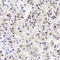 Cullin Associated And Neddylation Dissociated 1 antibody, 15-468, ProSci, Immunohistochemistry frozen image 