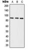 Semaphorin 3E antibody, orb214925, Biorbyt, Western Blot image 