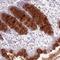 Zinc Finger DHHC-Type Containing 2 antibody, HPA023331, Atlas Antibodies, Immunohistochemistry frozen image 