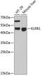 Killer Cell Lectin Like Receptor B1 antibody, 22-562, ProSci, Western Blot image 
