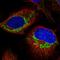 Zinc Finger Protein 678 antibody, HPA028507, Atlas Antibodies, Immunocytochemistry image 