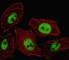 Paired Like Homeobox 2B antibody, F41391-0.4ML, NSJ Bioreagents, Immunofluorescence image 
