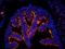 COP9 signalosome complex subunit 1 antibody, orb378086, Biorbyt, Immunofluorescence image 