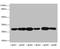 Phosphomannomutase 2 antibody, LS-C676281, Lifespan Biosciences, Western Blot image 