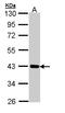 Cartilage Associated Protein antibody, LS-C186127, Lifespan Biosciences, Western Blot image 
