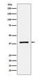 Ras Association Domain Family Member 1 antibody, M01104-2, Boster Biological Technology, Western Blot image 