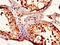 EGF Containing Fibulin Extracellular Matrix Protein 1 antibody, orb45814, Biorbyt, Immunohistochemistry paraffin image 