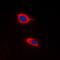 Holocytochrome C Synthase antibody, orb214033, Biorbyt, Immunofluorescence image 