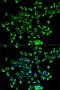 Peroxiredoxin 3 antibody, LS-C332351, Lifespan Biosciences, Immunofluorescence image 