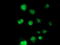 Non-Homologous End Joining Factor 1 antibody, TA502006, Origene, Immunofluorescence image 
