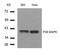 p38 antibody, GTX50566, GeneTex, Western Blot image 