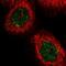 Golgin subfamily A member 3 antibody, PA5-59041, Invitrogen Antibodies, Immunofluorescence image 