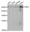 WNK1 antibody, A2569, ABclonal Technology, Western Blot image 