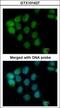 A-Raf Proto-Oncogene, Serine/Threonine Kinase antibody, GTX101427, GeneTex, Immunofluorescence image 