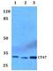 Cancer/Testis Antigen Family 47 Member A9 antibody, PA5-37100, Invitrogen Antibodies, Western Blot image 