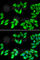Ribosomal Protein S14 antibody, A6727, ABclonal Technology, Immunofluorescence image 