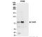 RNA Binding Motif Protein 14 antibody, NB100-2884, Novus Biologicals, Immunoprecipitation image 