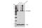 CNR antibody, 93815S, Cell Signaling Technology, Western Blot image 