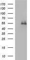 Fibrinogen Gamma Chain antibody, LS-C788478, Lifespan Biosciences, Western Blot image 