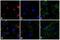 Rabbit IgG antibody, A24536, Invitrogen Antibodies, Immunofluorescence image 