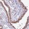 Mitochondrial Ribosomal Protein L54 antibody, HPA042117, Atlas Antibodies, Immunohistochemistry frozen image 