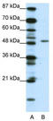 Zinc finger protein ubi-d4 antibody, TA343596, Origene, Western Blot image 