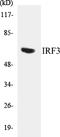 Interferon Regulatory Factor 3 antibody, EKC1308, Boster Biological Technology, Western Blot image 