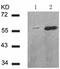 Checkpoint Kinase 1 antibody, TA321319, Origene, Western Blot image 