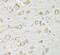 FPS antibody, FNab03065, FineTest, Immunohistochemistry frozen image 