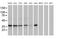 Non-Homologous End Joining Factor 1 antibody, MA5-25313, Invitrogen Antibodies, Western Blot image 