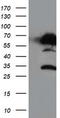 NUCB1 antibody, CF503917, Origene, Western Blot image 