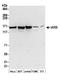 IARS antibody, A304-748A, Bethyl Labs, Western Blot image 