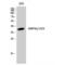 Protein Kinase AMP-Activated Non-Catalytic Subunit Gamma 1 antibody, LS-C382010, Lifespan Biosciences, Western Blot image 