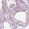 Phosducin antibody, NBP2-56992, Novus Biologicals, Immunohistochemistry frozen image 