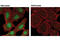 Erk1 antibody, 5726S, Cell Signaling Technology, Immunofluorescence image 