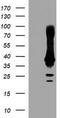 Crystallin Zeta Like 1 antibody, TA504599S, Origene, Western Blot image 