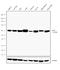 Elongator Acetyltransferase Complex Subunit 3 antibody, 702669, Invitrogen Antibodies, Western Blot image 
