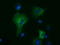 Kelch Like Family Member 2 antibody, LS-C115514, Lifespan Biosciences, Immunofluorescence image 