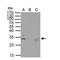 HIV-1 Tat Interactive Protein 2 antibody, NBP2-20646, Novus Biologicals, Immunoprecipitation image 