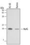MAF BZIP Transcription Factor G antibody, MAB3924, R&D Systems, Western Blot image 