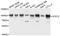 Signal Transducer And Activator Of Transcription 2 antibody, abx125429, Abbexa, Western Blot image 