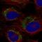 C-C Motif Chemokine Receptor 7 antibody, HPA031383, Atlas Antibodies, Immunofluorescence image 