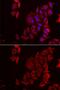 PAICS antibody, GTX33382, GeneTex, Immunofluorescence image 