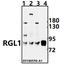 Ral Guanine Nucleotide Dissociation Stimulator Like 1 antibody, A09055, Boster Biological Technology, Western Blot image 