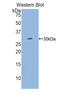 Early Growth Response 2 antibody, LS-C293721, Lifespan Biosciences, Western Blot image 