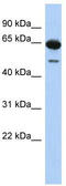 Deleted In Azoospermia 1 antibody, TA344234, Origene, Western Blot image 